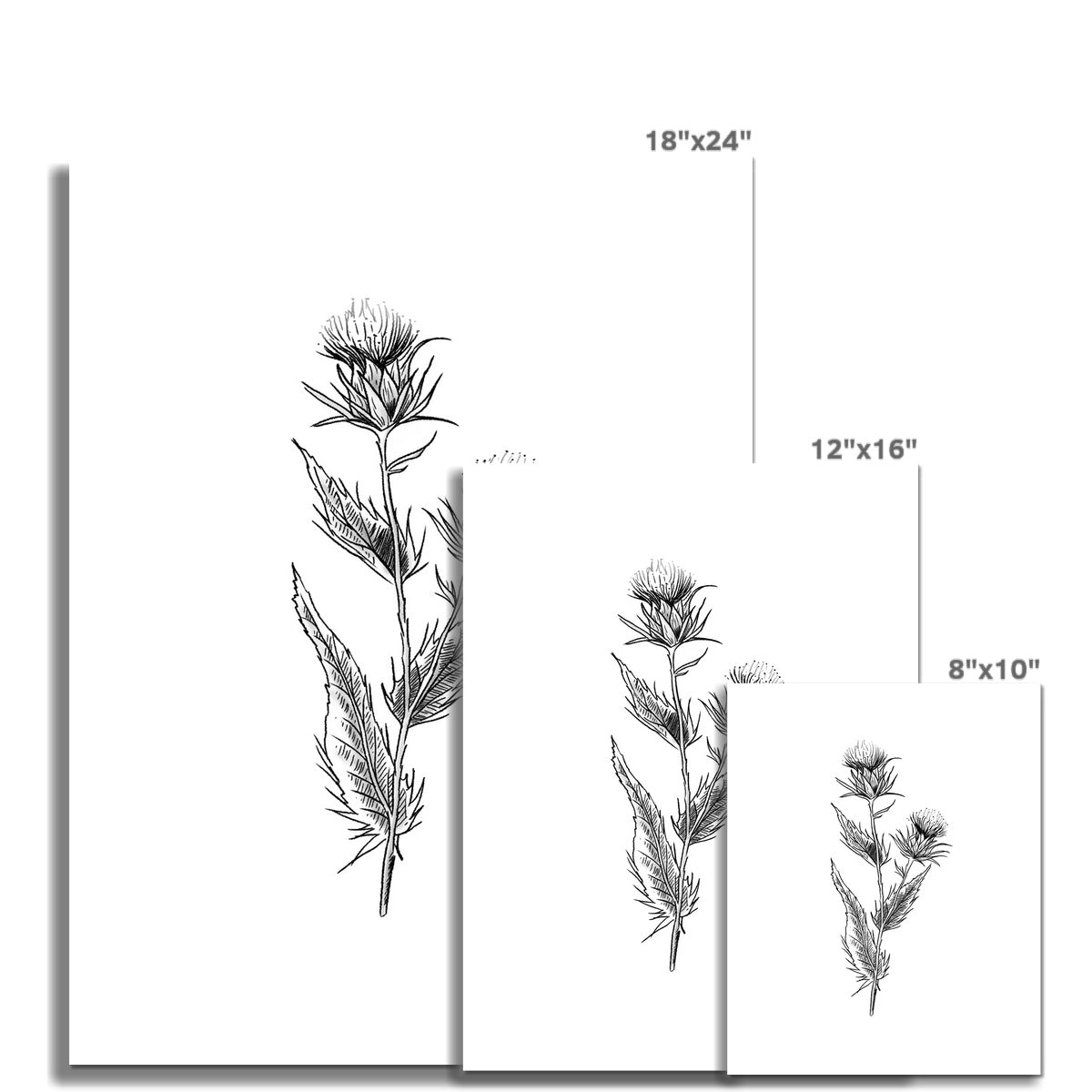 The Scottish Thistle (Black and White)