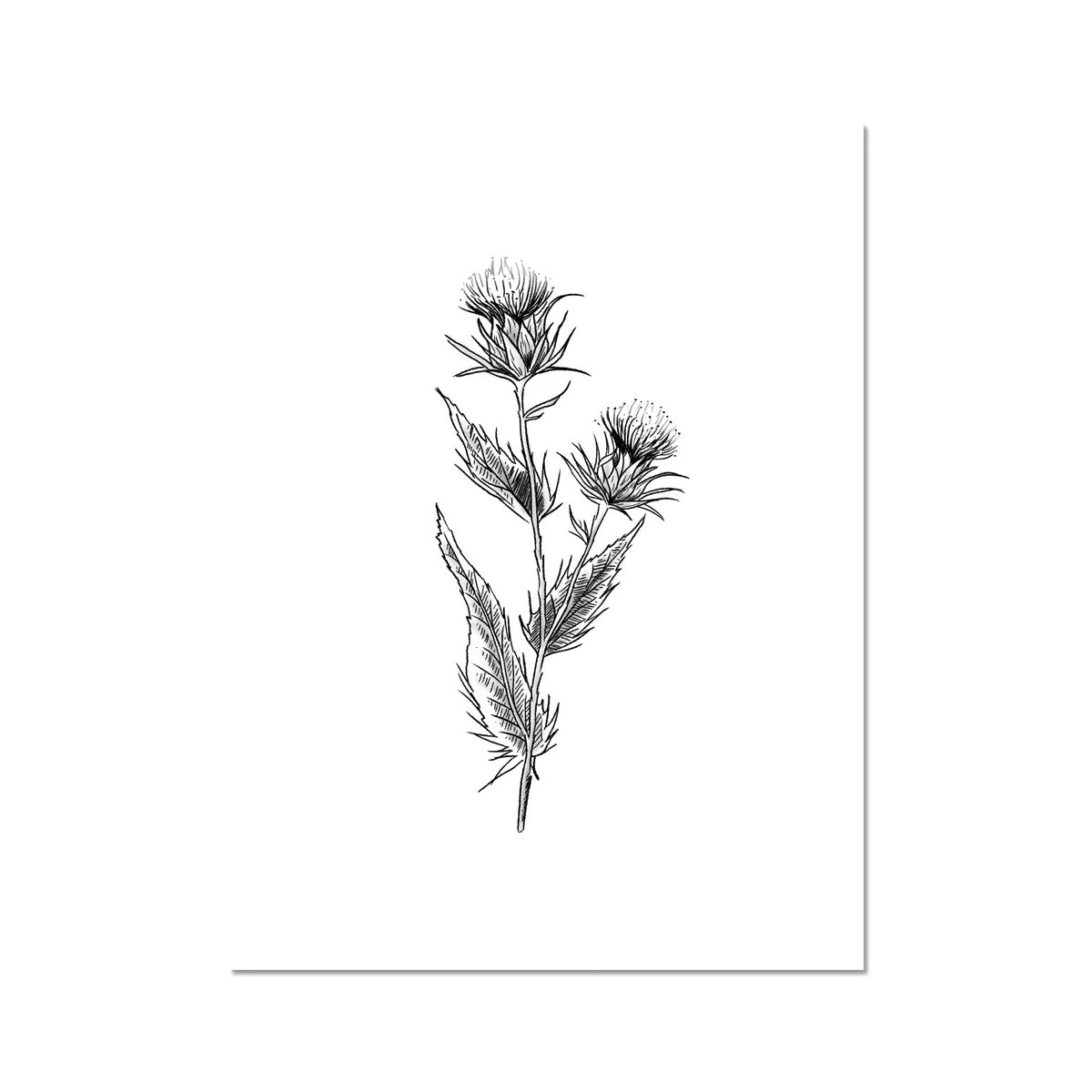 The Scottish Thistle (Black and White)