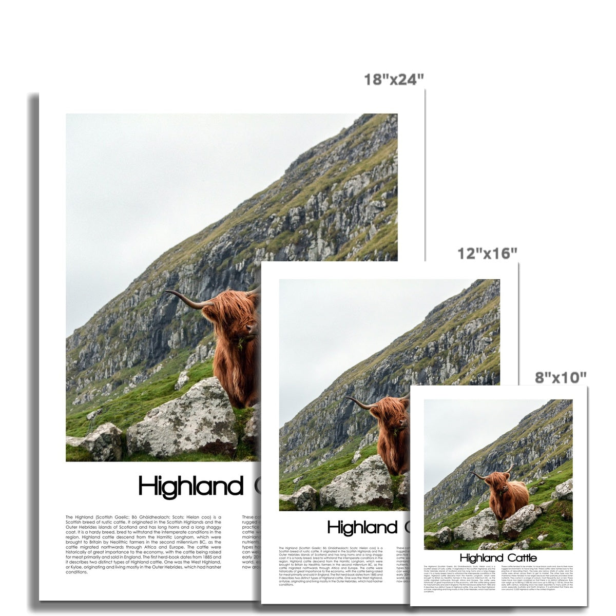 Highland Cattle Poster (Coloured Photo)