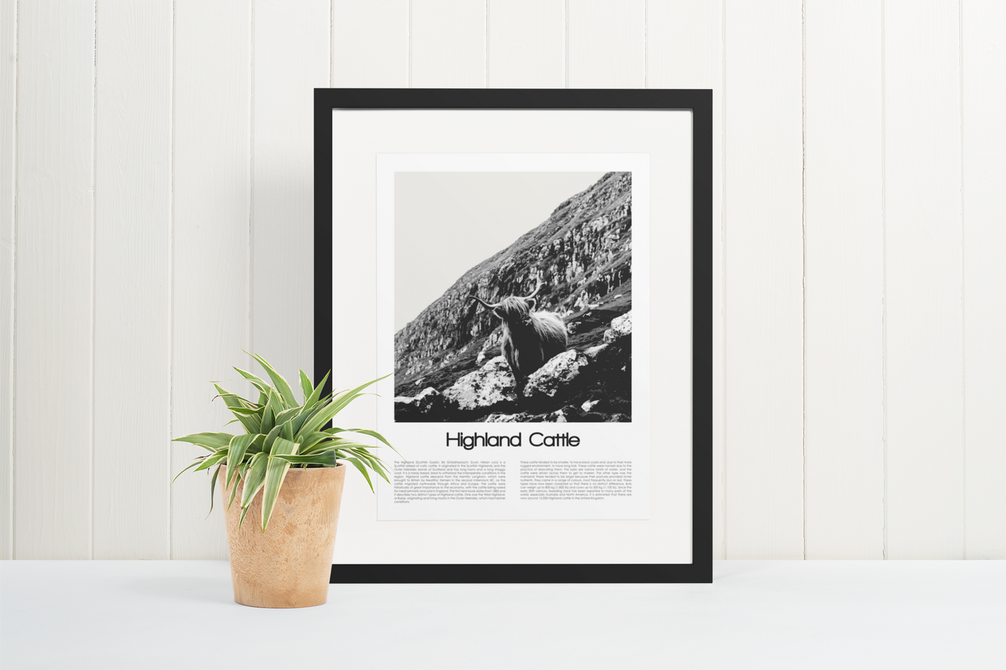 Highland Cattle Poster (Black & White)