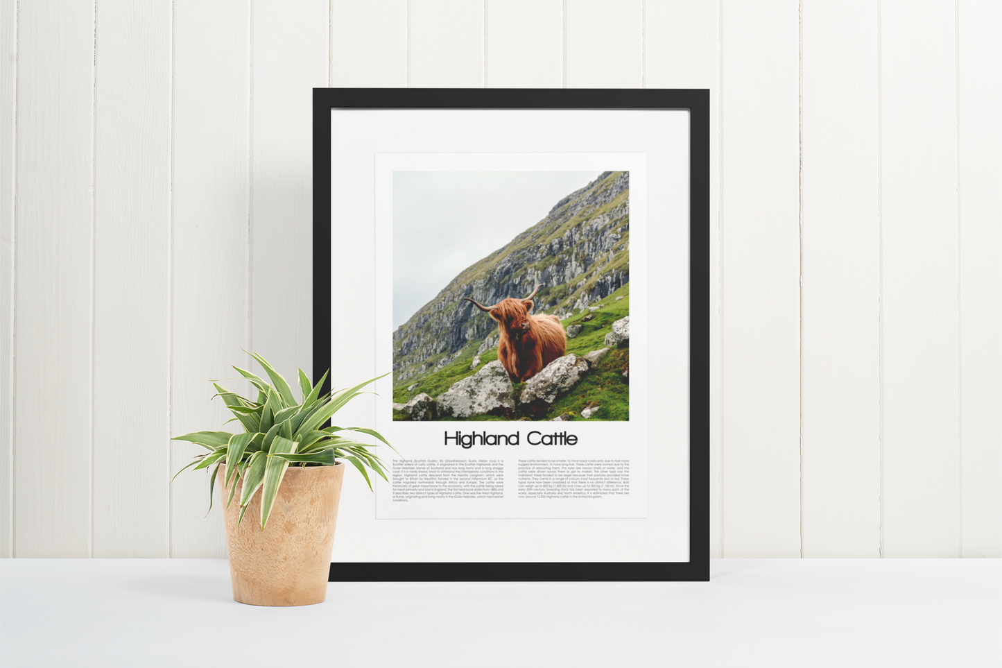 Highland Cattle Poster (Coloured Photo)