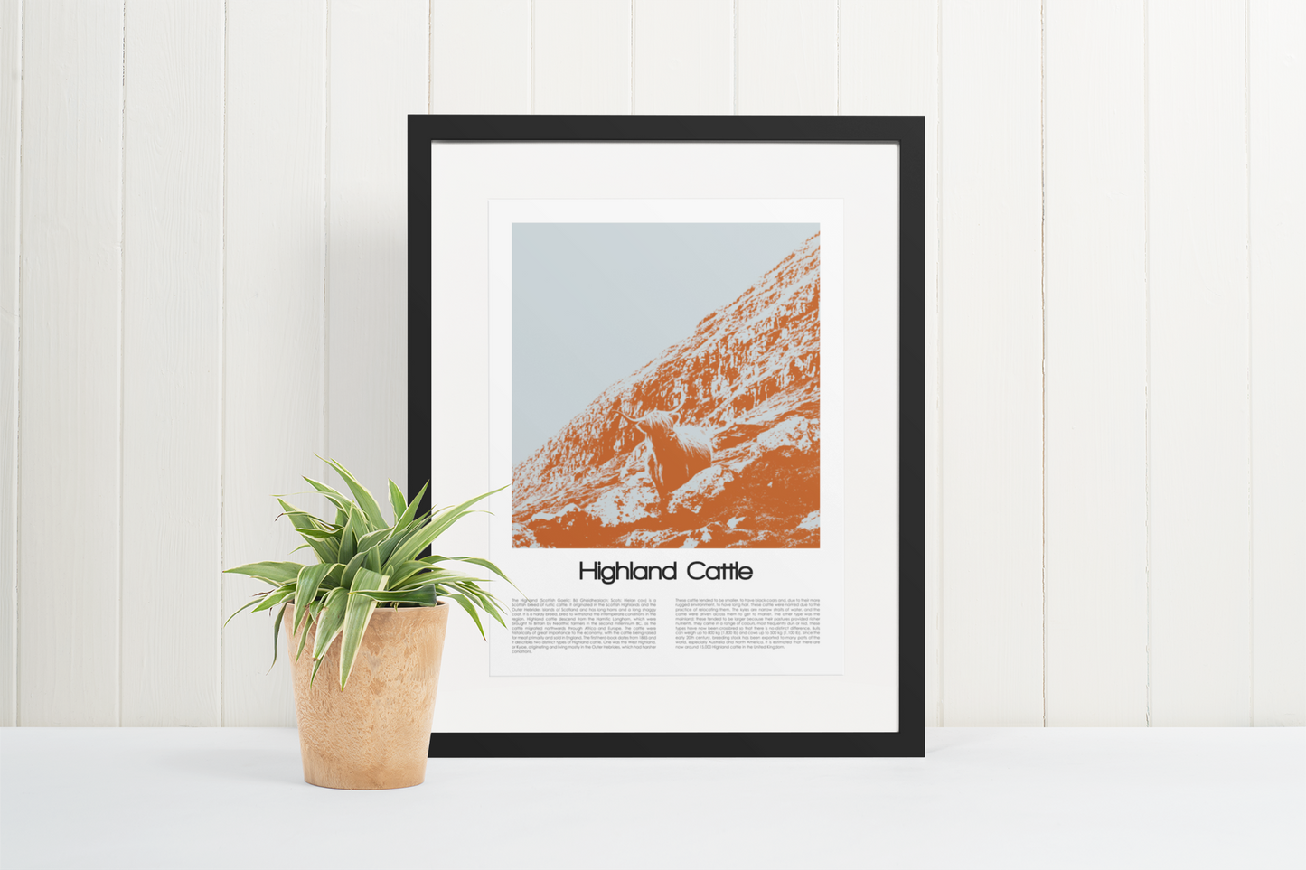 Highland Cattle Poster Art