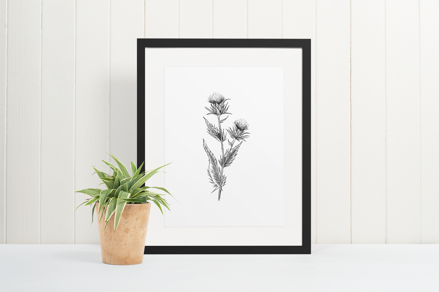 The Scottish Thistle (Black and White)