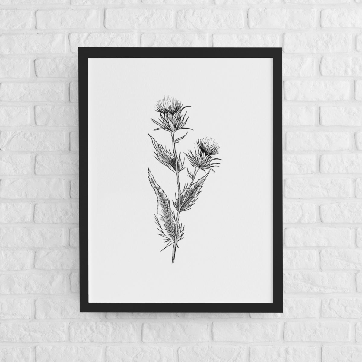 The Scottish Thistle (Black and White)
