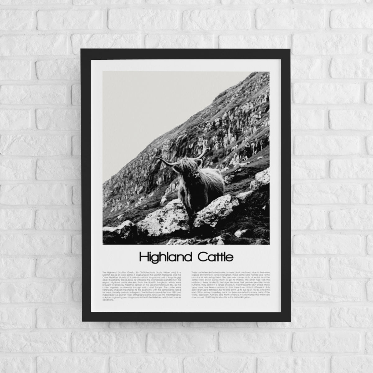 Highland Cattle Poster (Black & White)