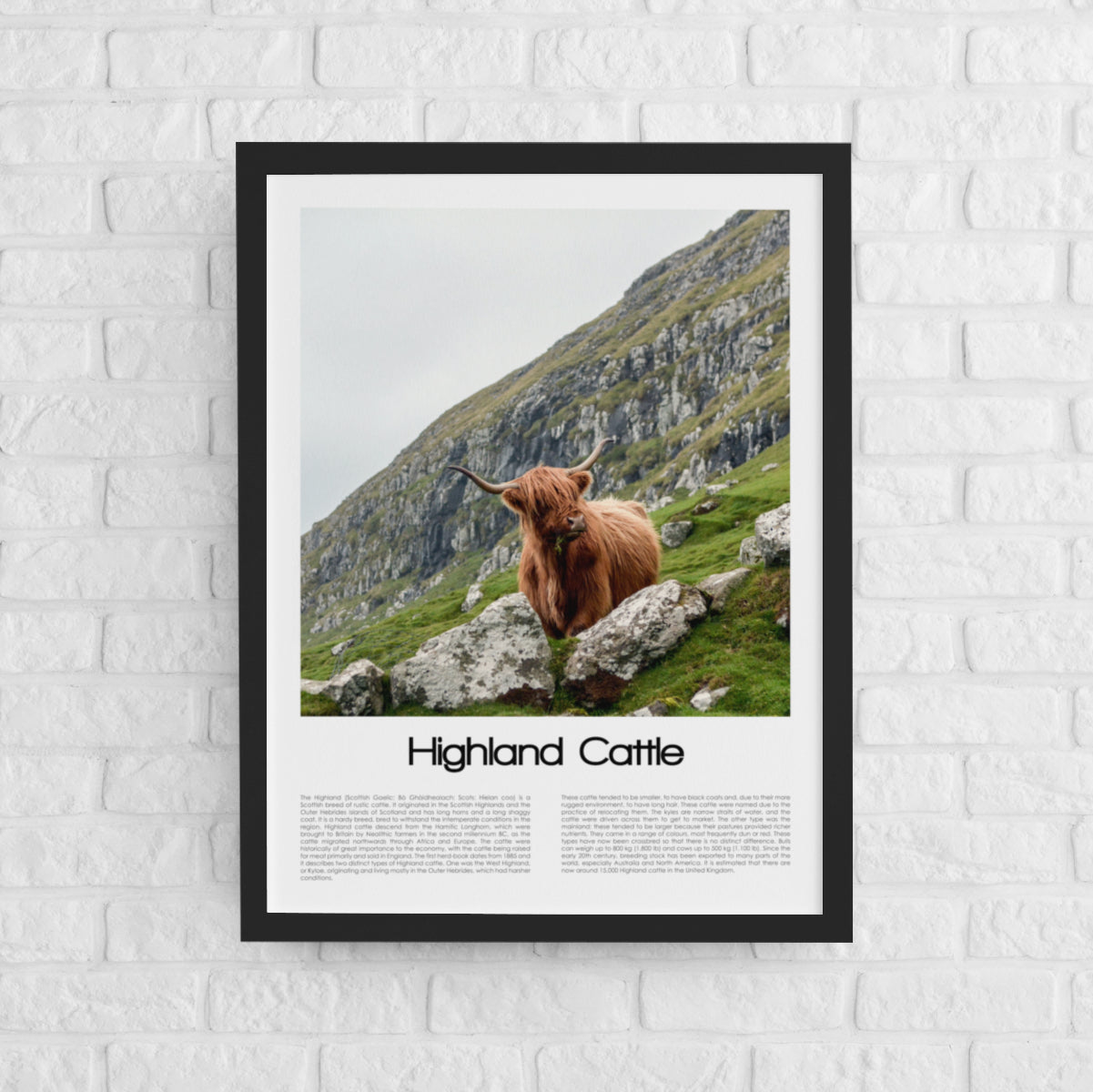 Highland Cattle Poster (Coloured Photo)