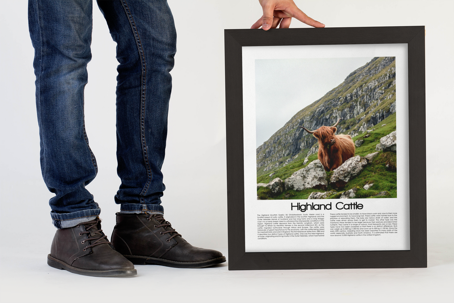 Highland Cattle Poster (Coloured Photo)