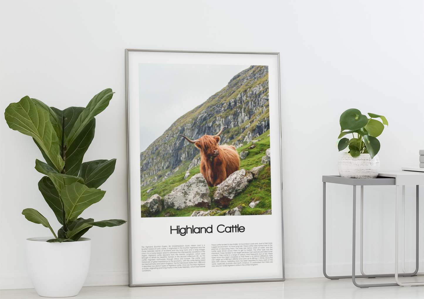 Highland Cattle Poster (Coloured Photo)