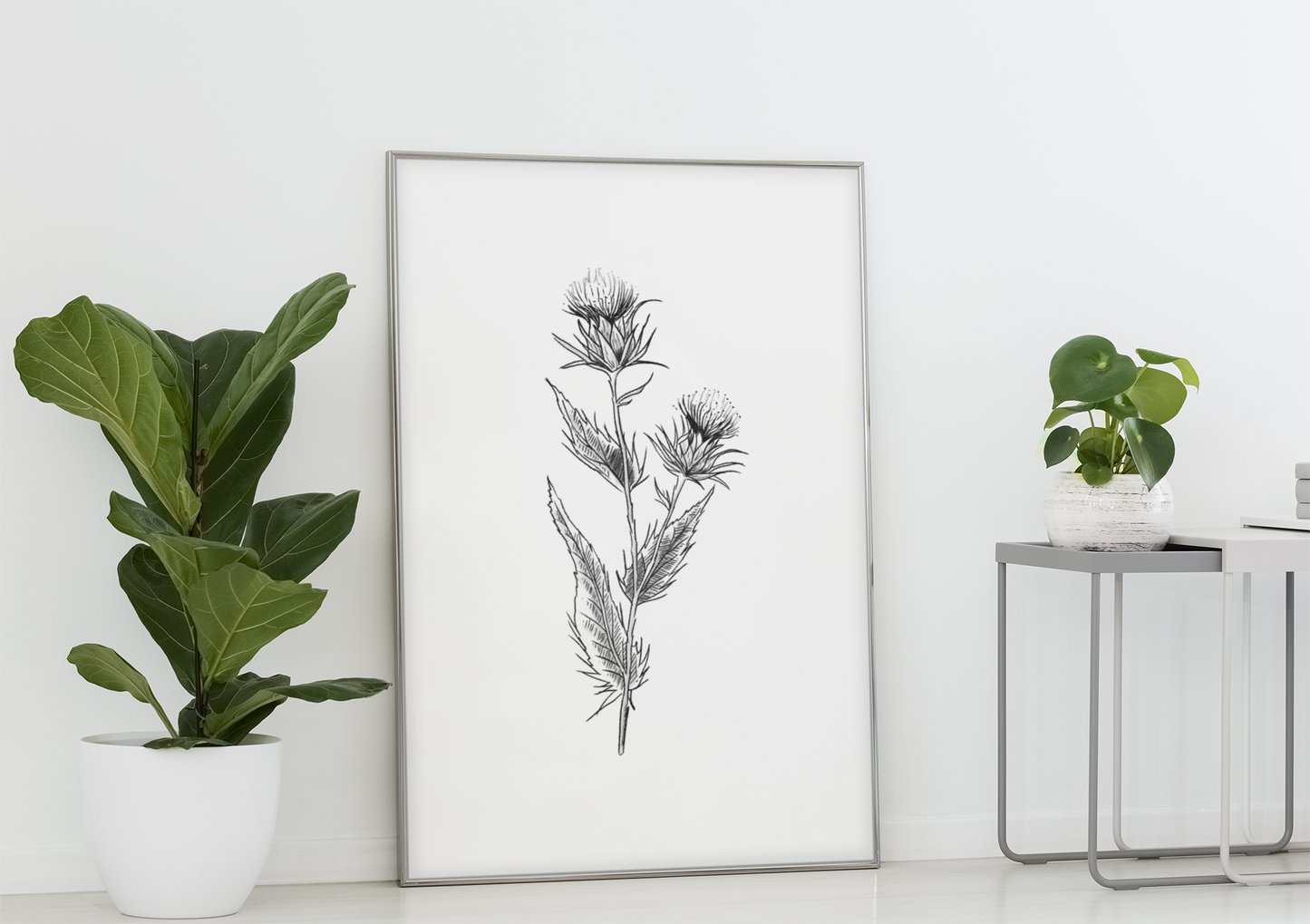 The Scottish Thistle (Black and White)
