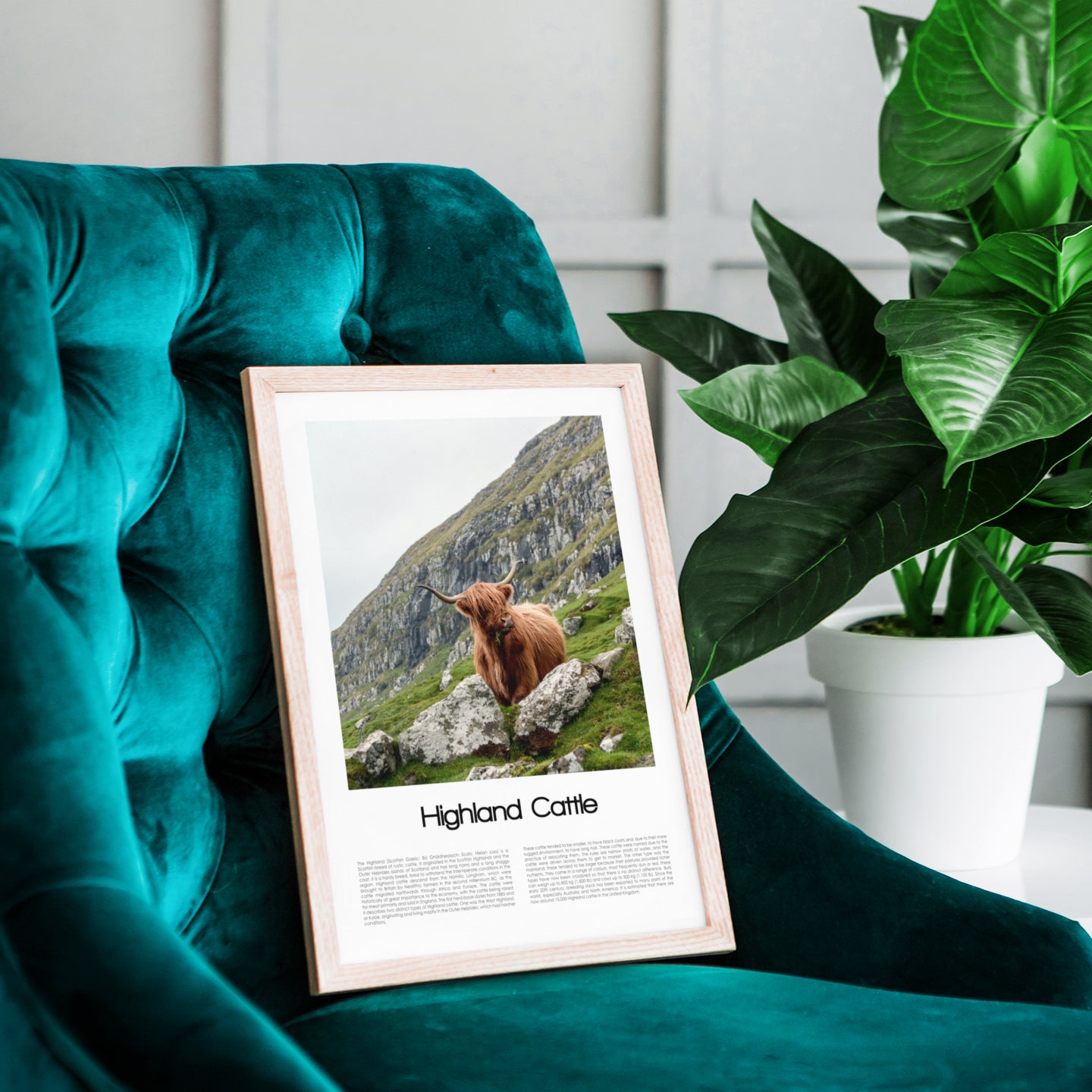 Highland Cattle Poster (Coloured Photo)