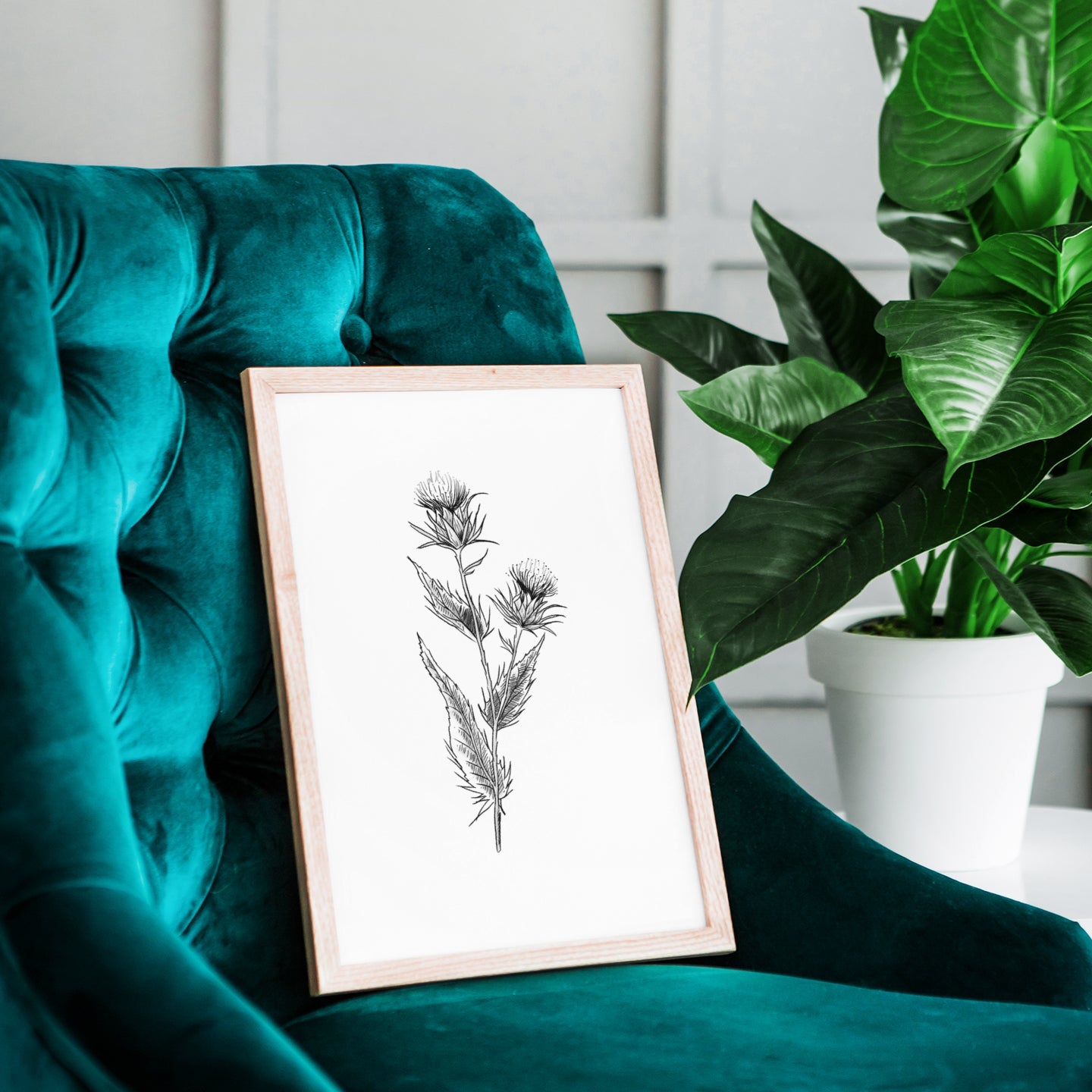 The Scottish Thistle (Black and White)
