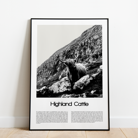 Highland Cattle Poster (Black & White)