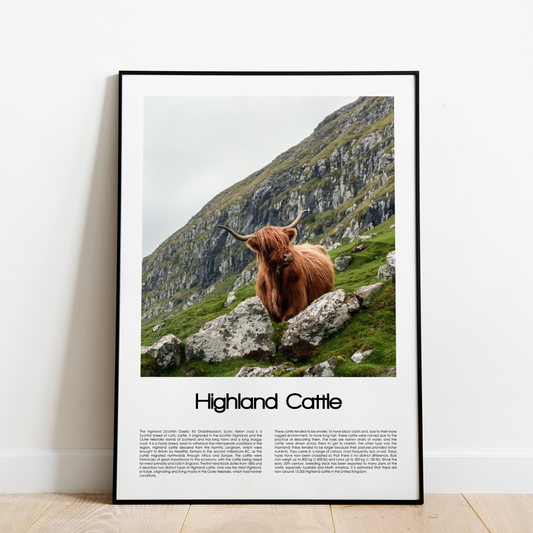 Highland Cattle Poster (Coloured Photo)