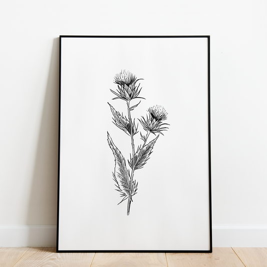 The Scottish Thistle (Black and White)