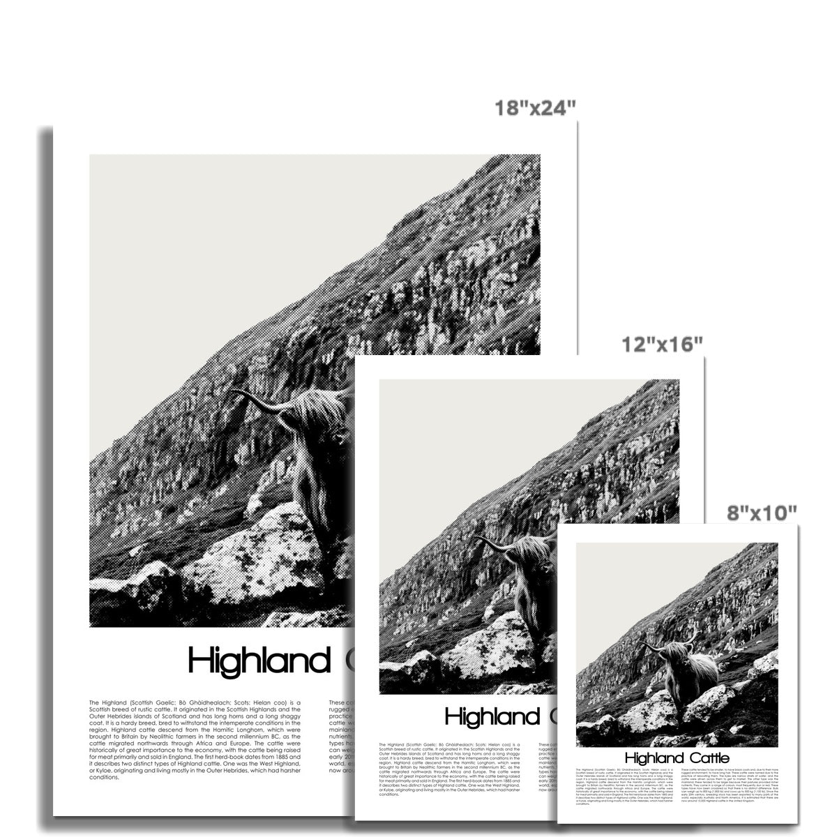 Highland Cattle Poster (Black & White)