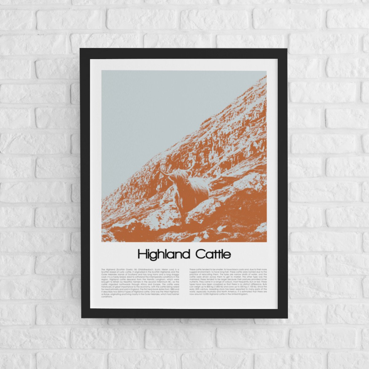 Highland Cattle Poster Art