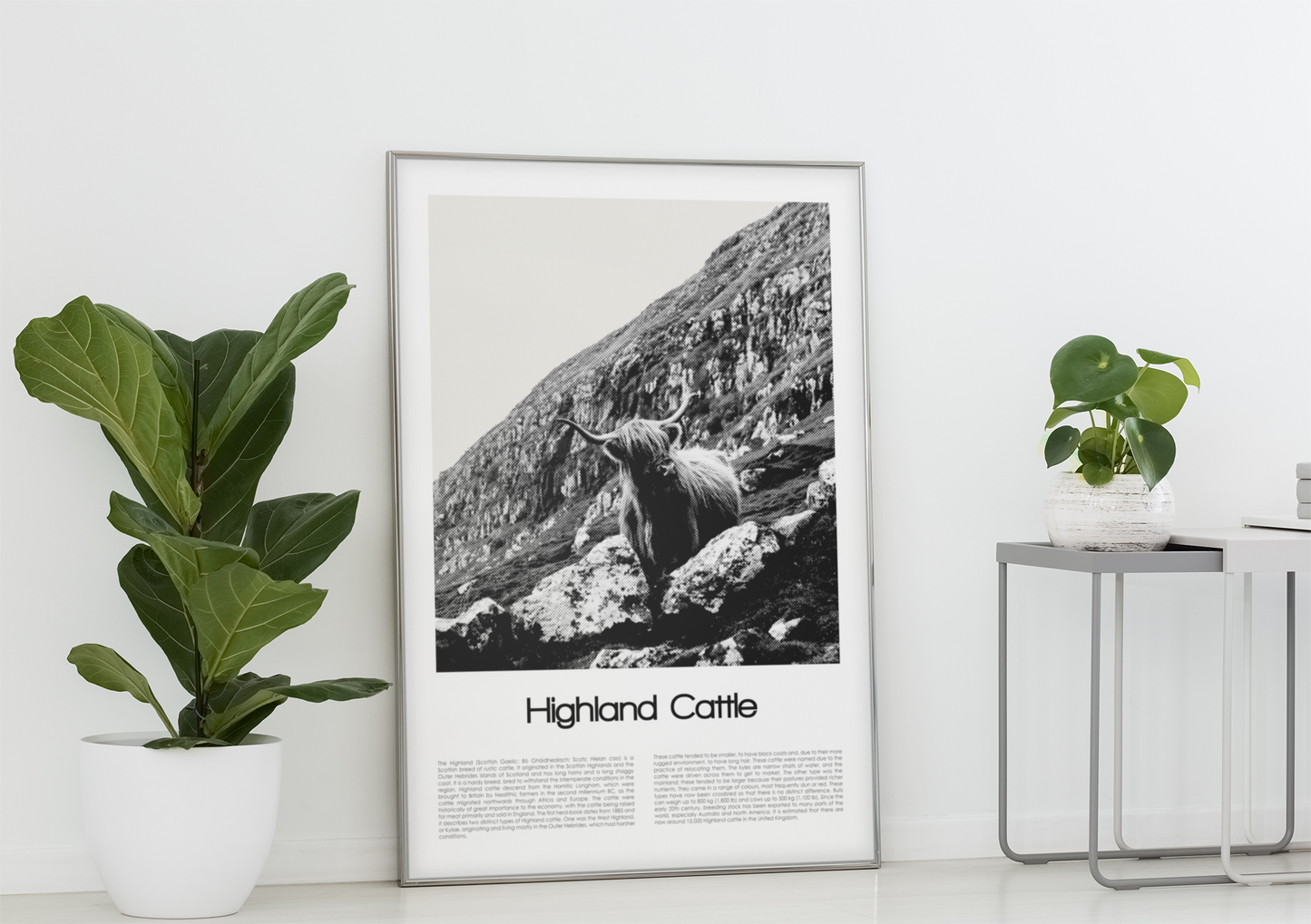 Highland Cattle Poster (Black & White)