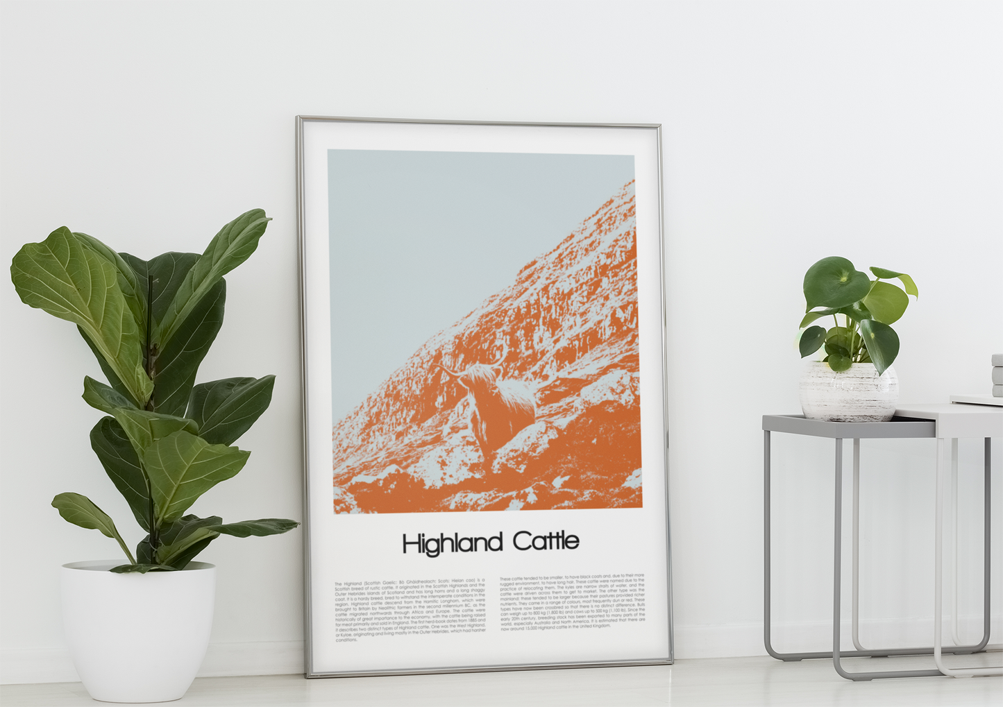 Highland Cattle Poster Art